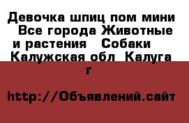 Девочка шпиц пом мини - Все города Животные и растения » Собаки   . Калужская обл.,Калуга г.